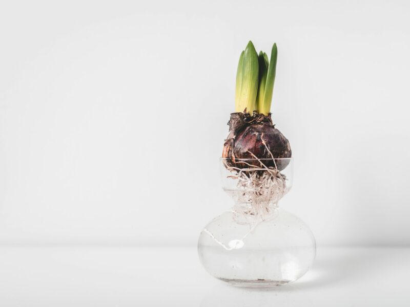 green and white flower in clear glass vase